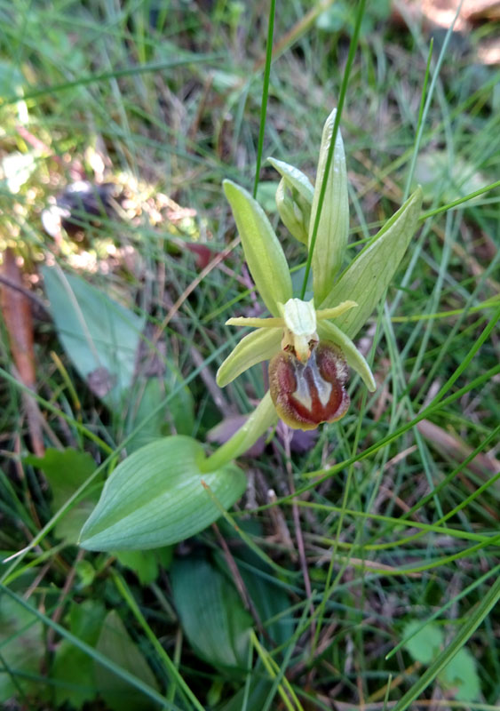 decine di...... Ophrys sphegodes